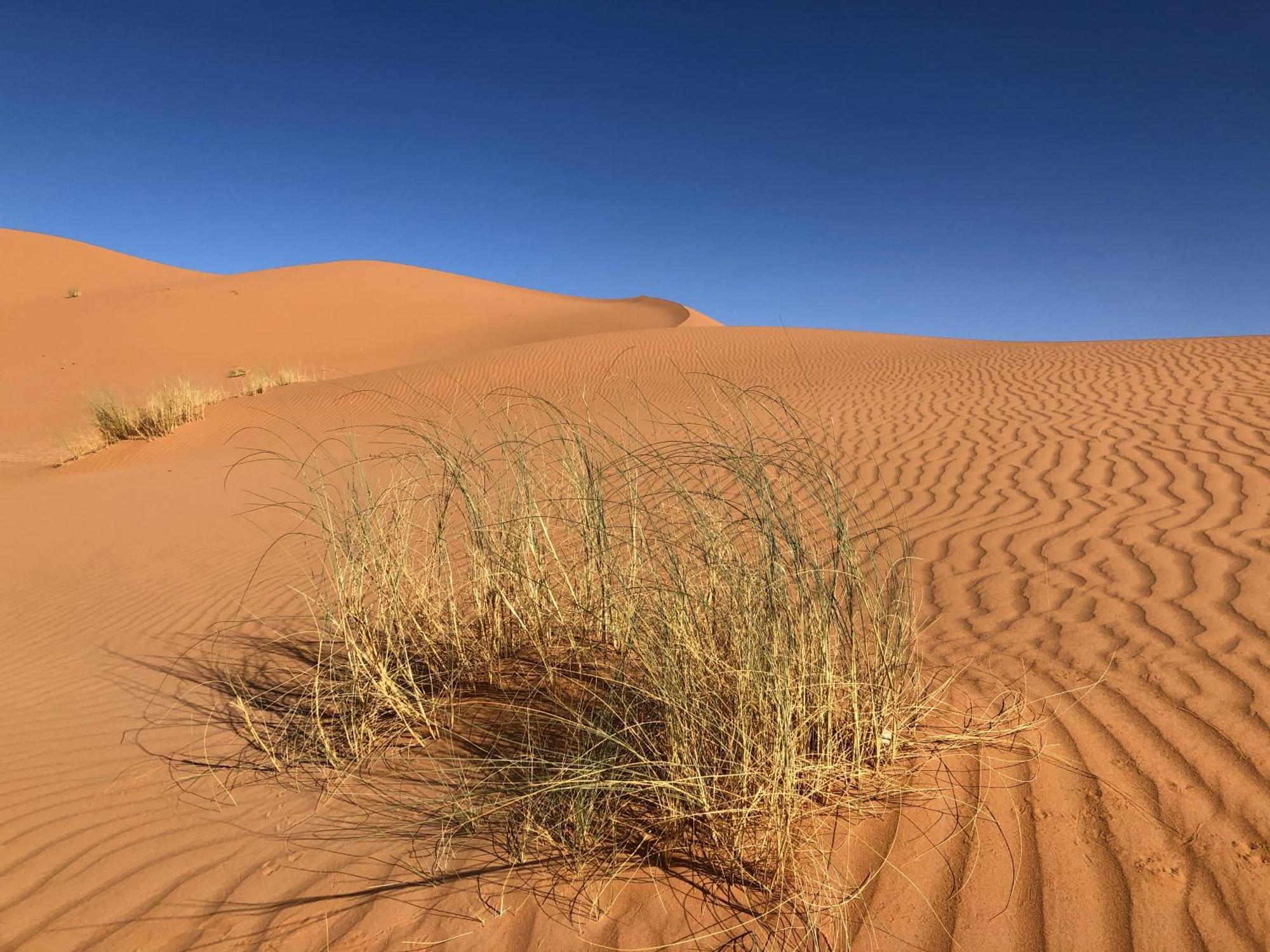Bivouac Le Petit Prince Merzouga Extérieur photo